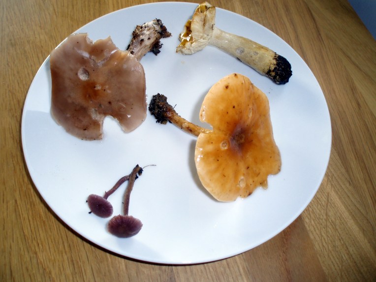 My sad-looking collection of mushrooms from the foray: Clockwise from top, unremembered edible, Tawny Funnel-Cap, Amethyst Deceivers, Wood Blewit